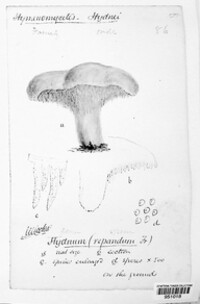 Hydnum repandum image